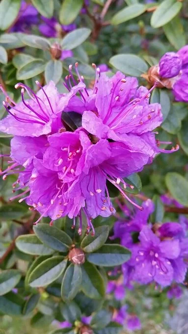  Rododendron Foto: S.K. Flekke