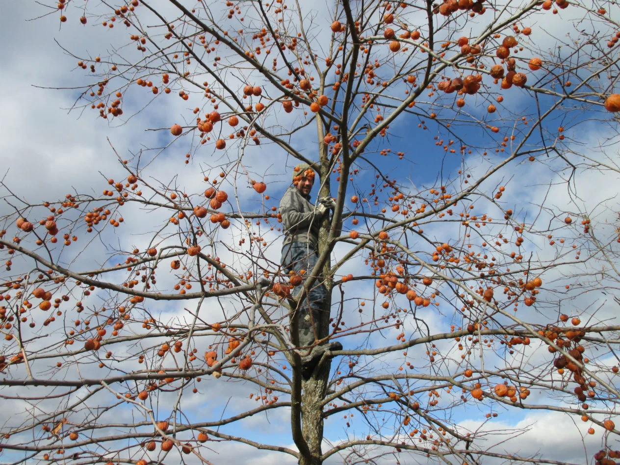 sean simmon tree.jpg