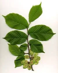 slippery elm.jpeg