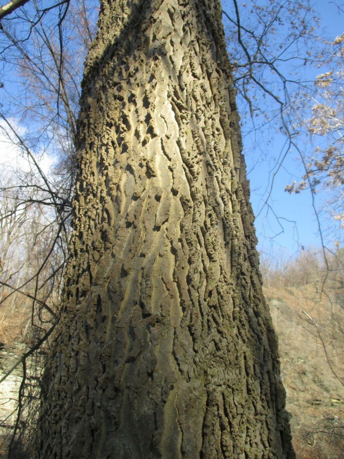 Celtis occidentals showing off it's timber form and beautiful bark