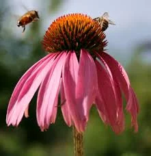 echinacea.jpeg
