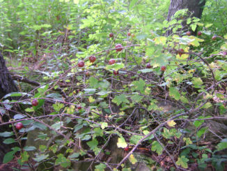 Wild gooseberries growing beneath mature white pines