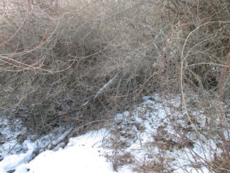 Impenetrable autumn olive thicket in winter providing food and cover for rabbits and rodents