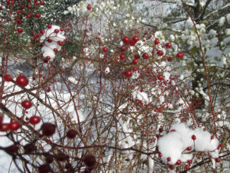 Bright red rose hips in february