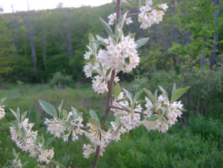 Autumn Olive Blossoms