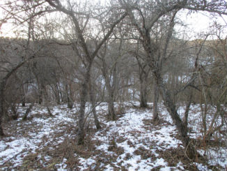 Stand of wild apples in abandoned pasture. There is almost zero topsoil here. The snow is in patches due to heavy feeding by deer