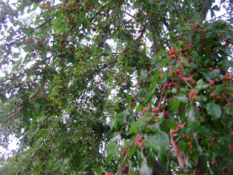 Mulberries in early summer, the birds don't care if these are Morus Rubra (native) or Morus Alba (exotic). Actually, this tree is likely a hybrid between the two species.