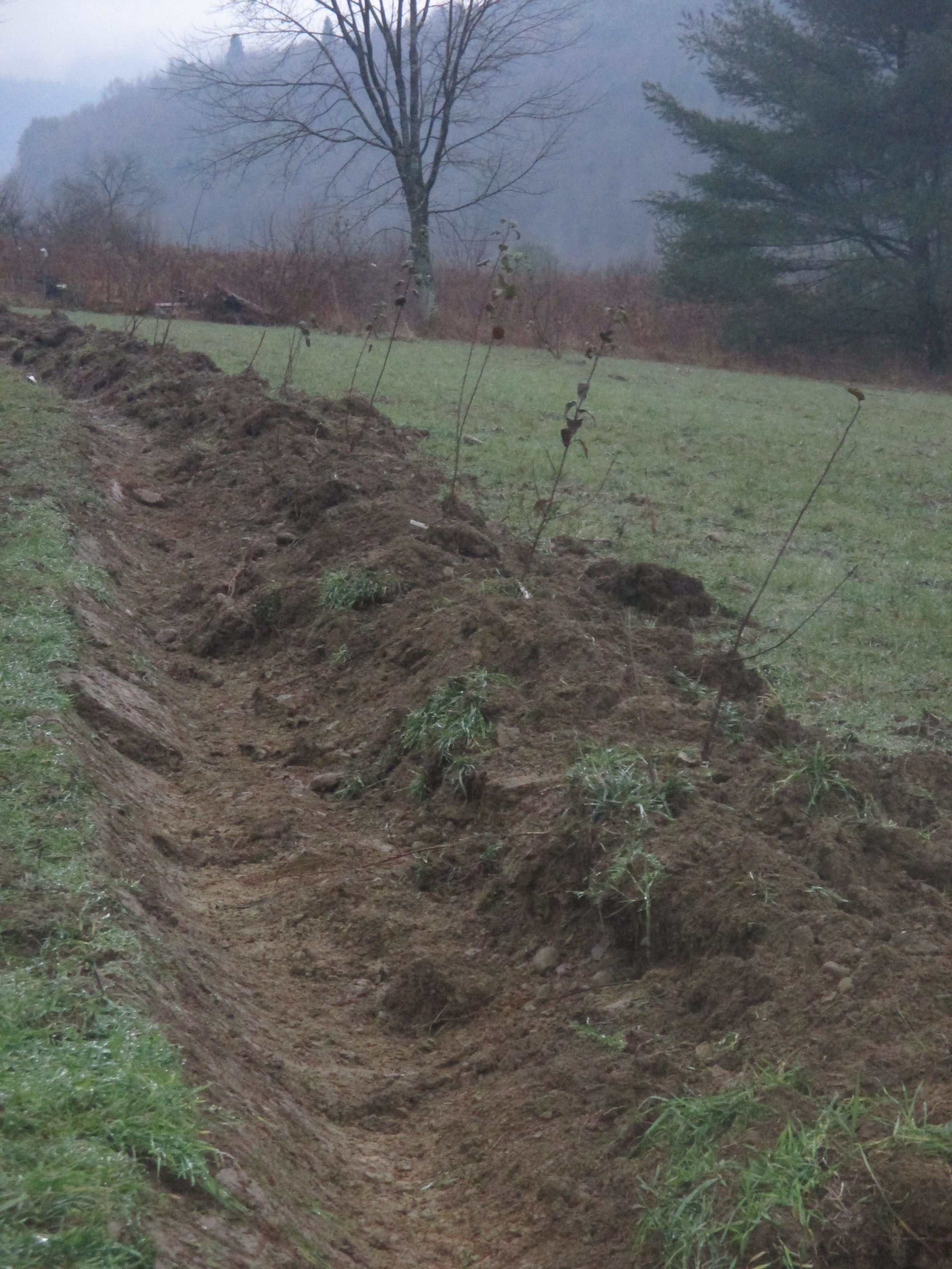 Fruit trees planted on a berm built along the contour of the hillside. Water can collect in front of the trees while the crown of the roots can spread into friable, well drained soil. This was dug with a front loader.