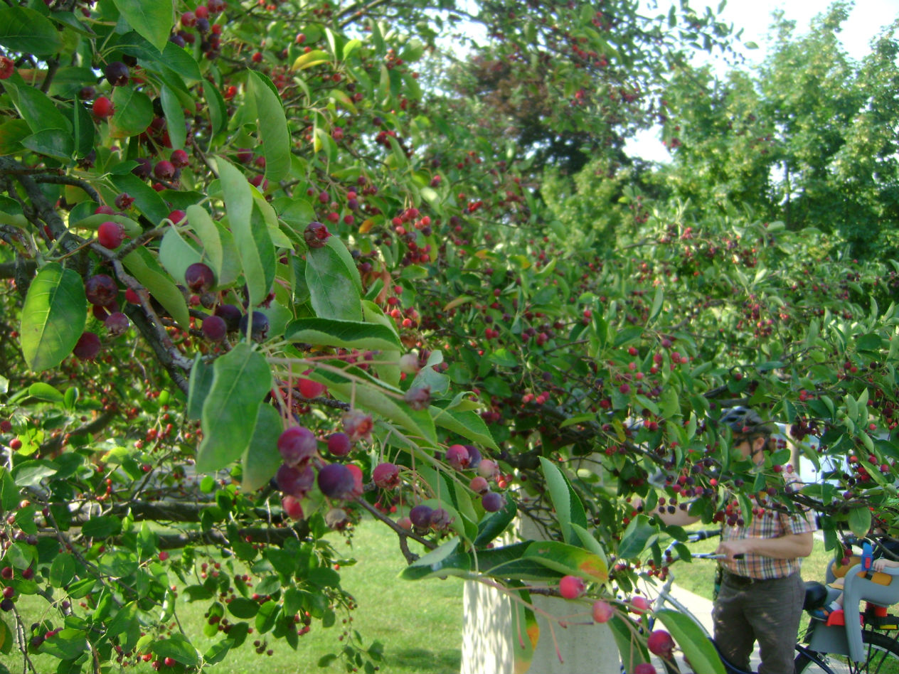 Juneberries/ Serviceberries