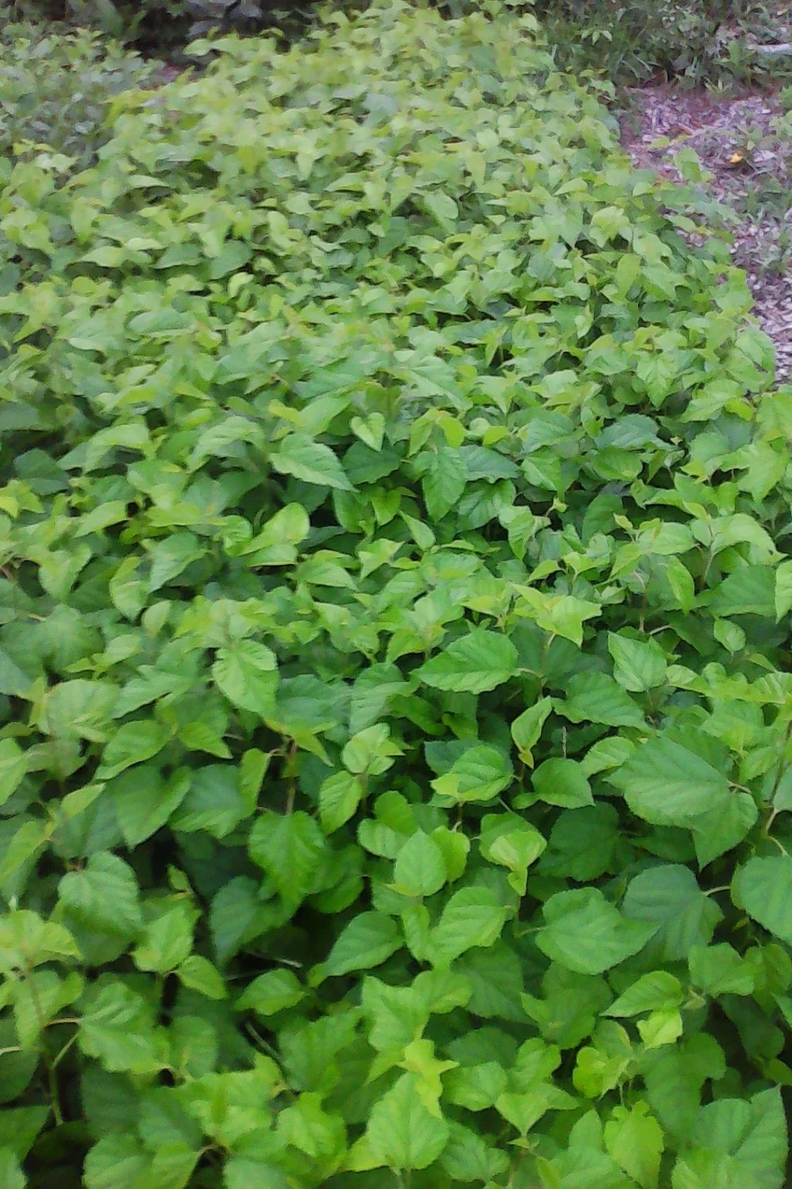 A sea of mulberry trees. There are over 1,000 trees started in this 4 x20 foot bed.