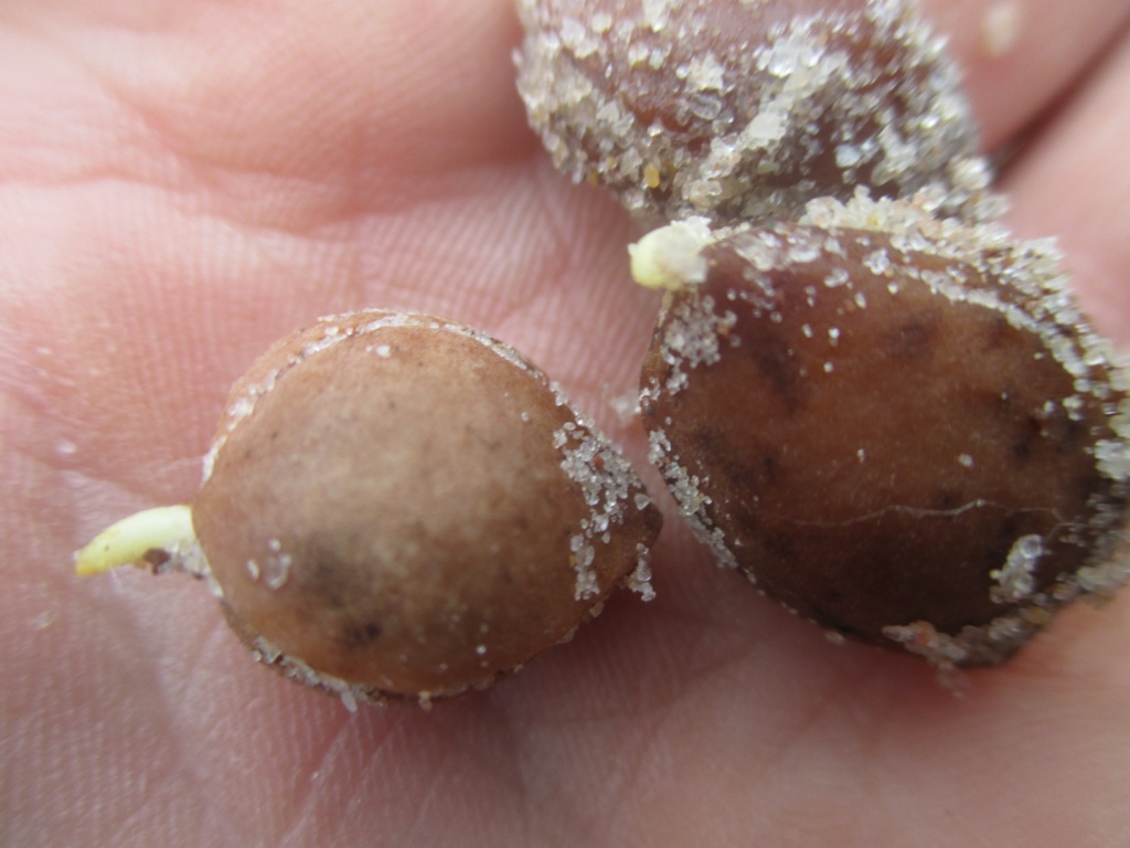 Sprouted American plum seeds