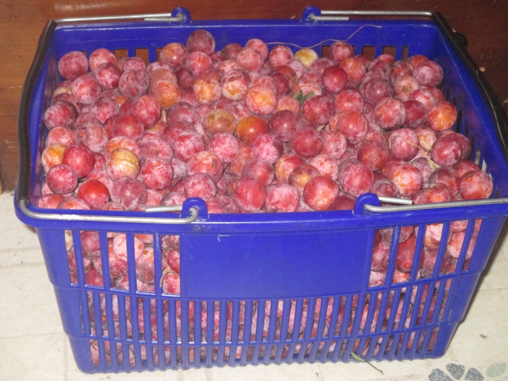 Basket of American plums, what a gift.