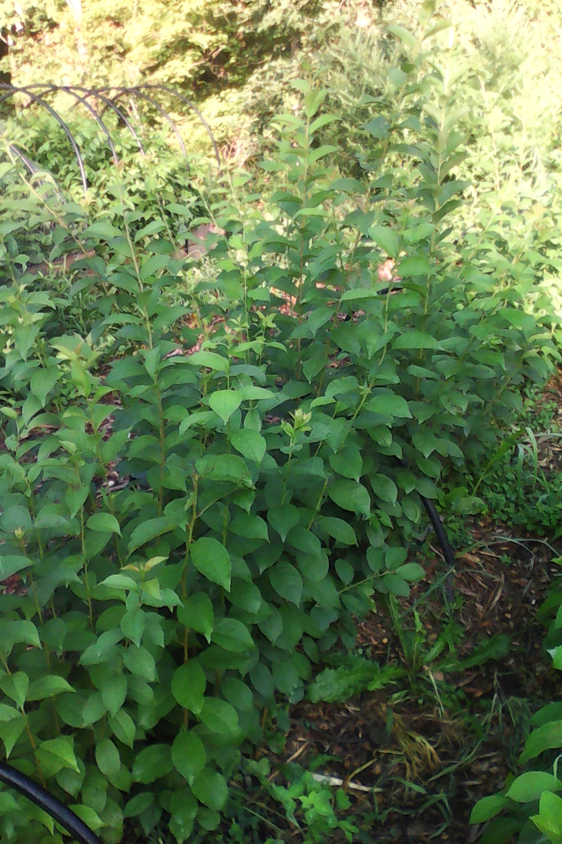 American plums growing in the nursery, at about 3 months old