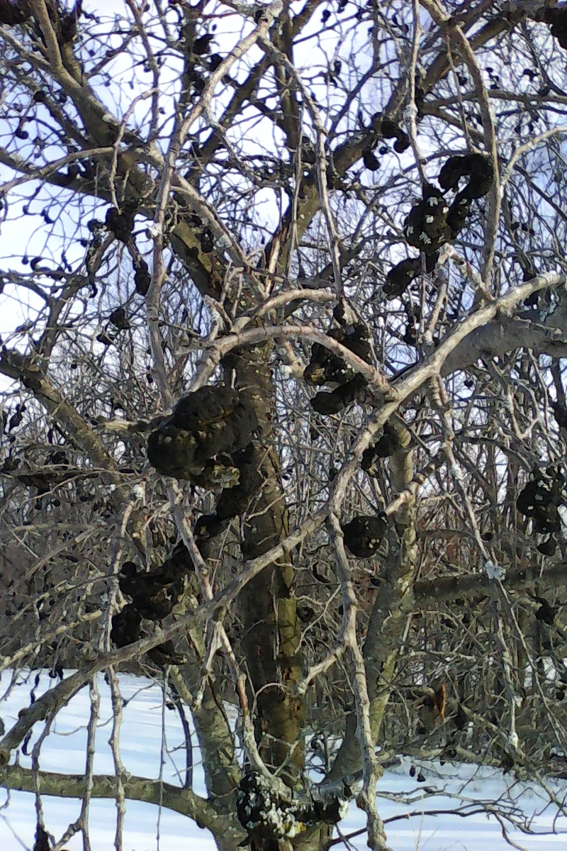 Black knot infestation on a European type plum
