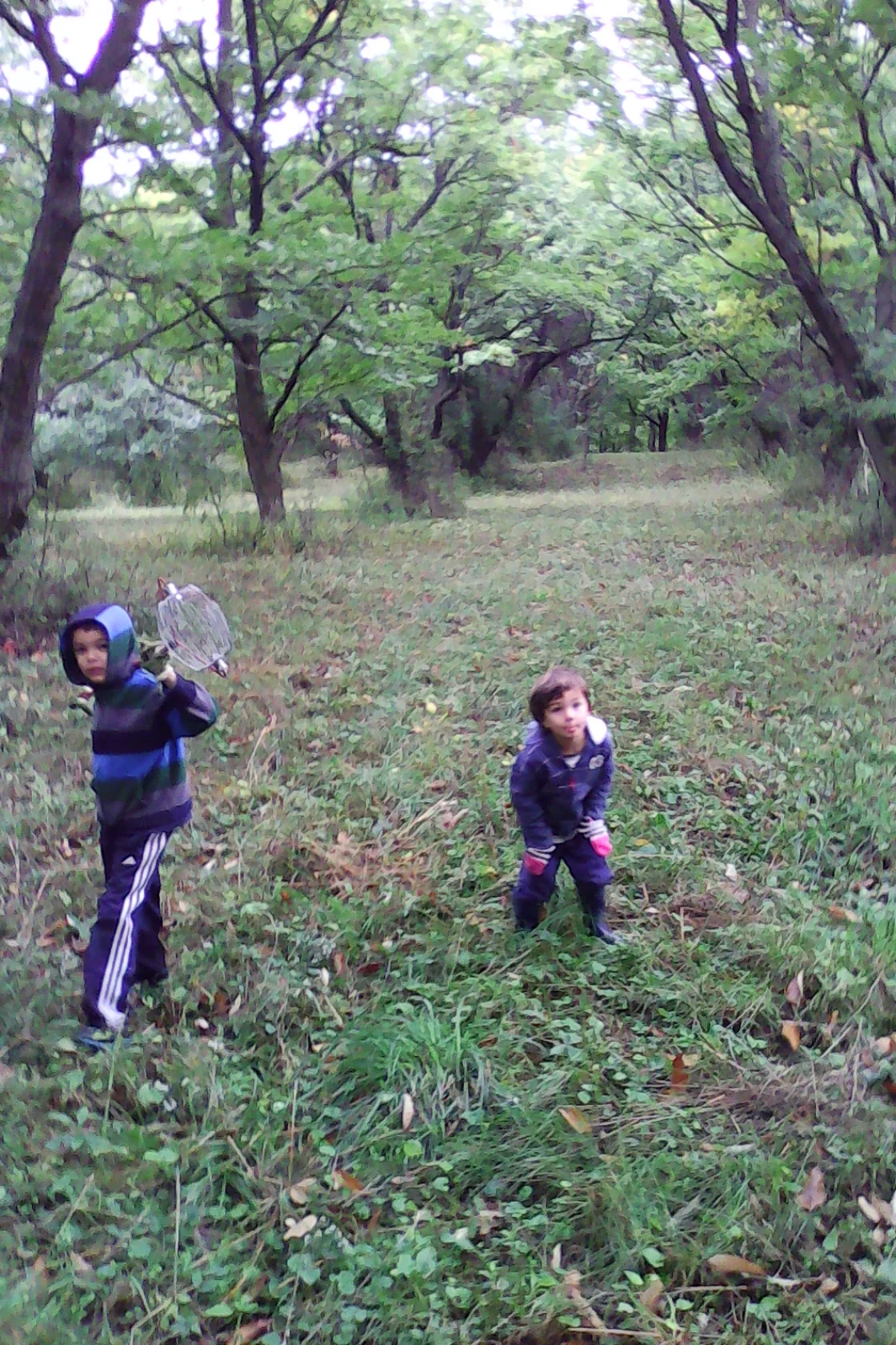 chestnut gathering.jpg
