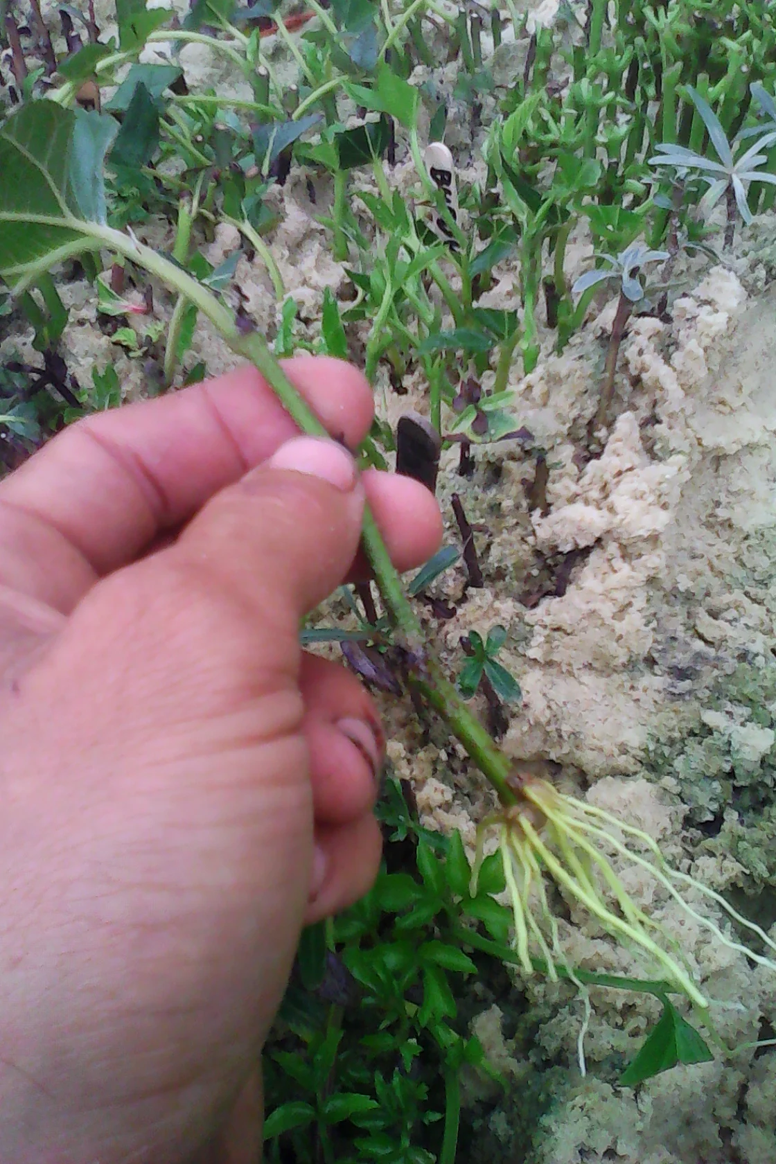 It only took me about 500 tries to get this mulberry variety to root, does that mean I have a green thumb?