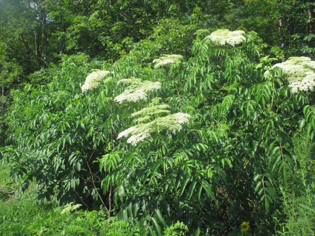 Elderberry stock plants are a joy to have along the nursery edges.