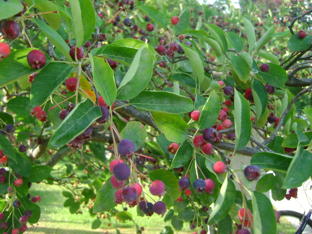Juneberry Twisted Tree Farm
