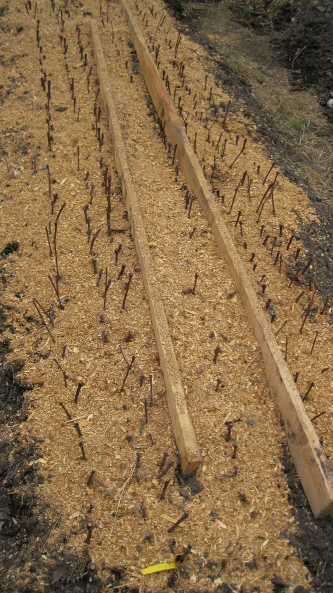 grape cutting bed.jpg