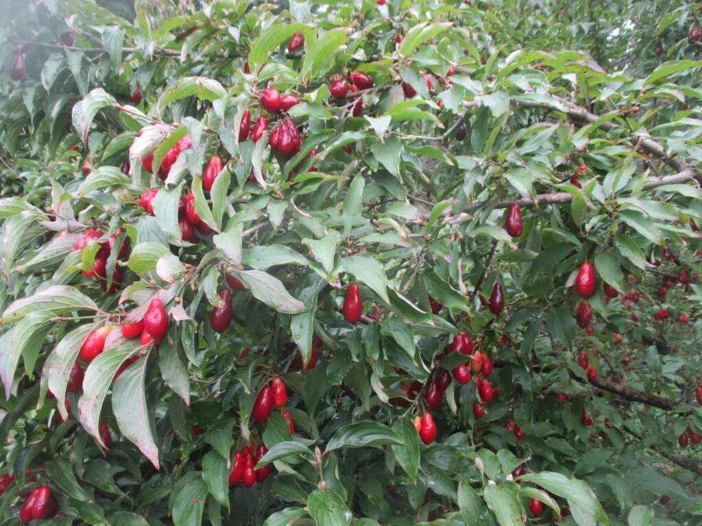 cornelian cherry.jpg