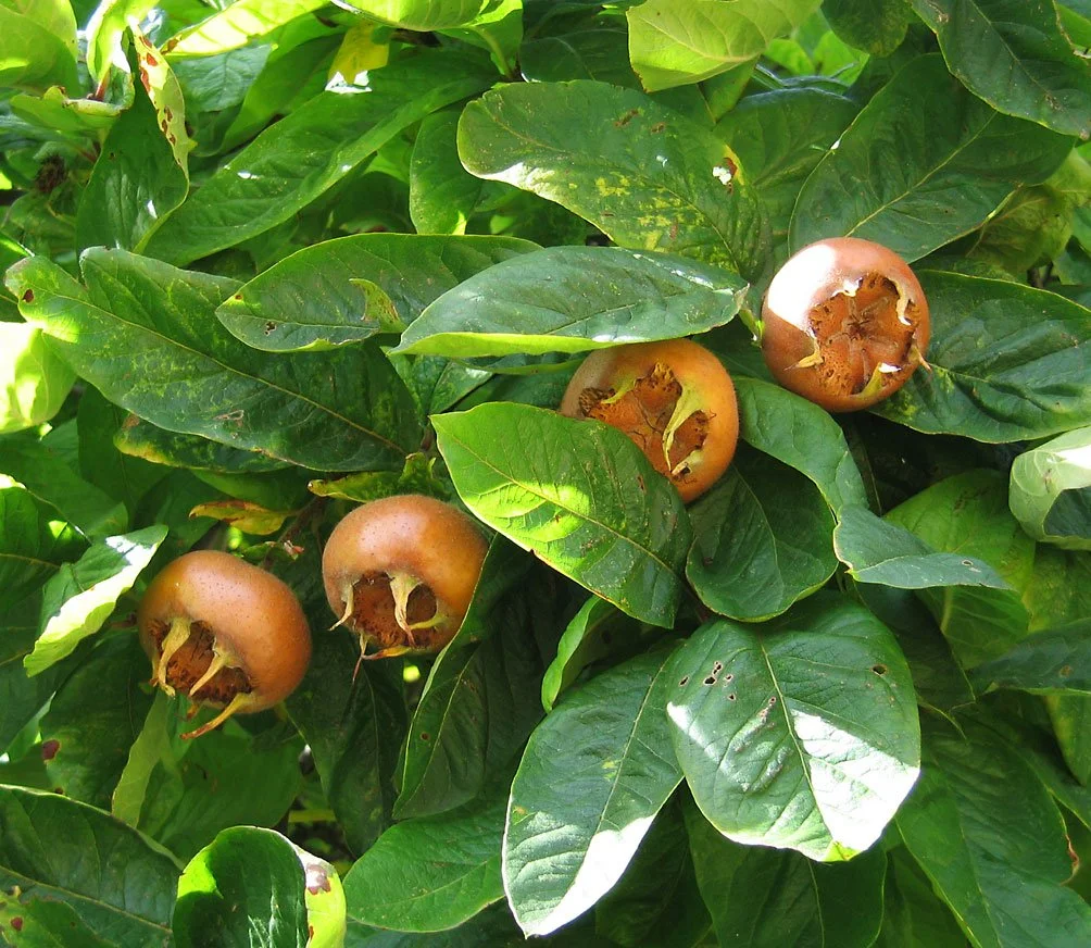 Medlar_pomes_and_leaves.jpg