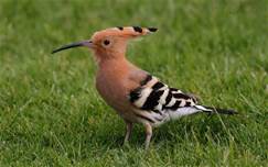 Hoopoe.jpg