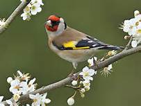 Goldfinch.jpg