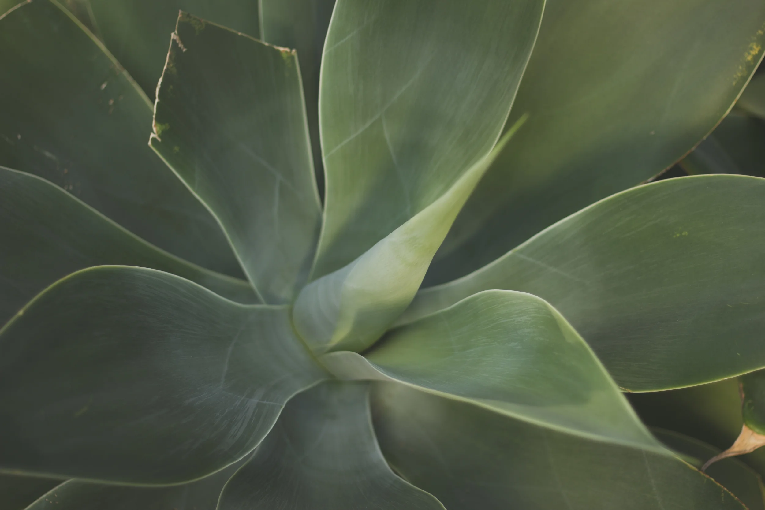 Kew Gardens