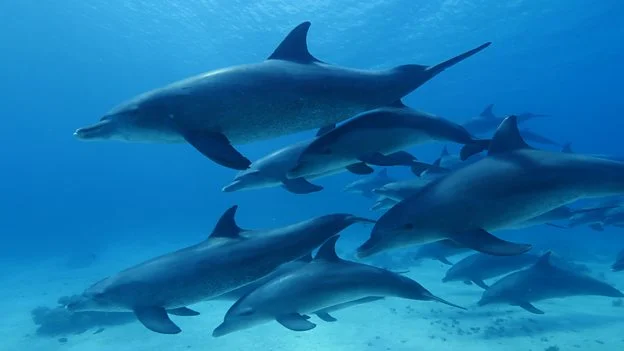 Liz to present Blue Planet Live from the Great Barrier Reef for BBC One