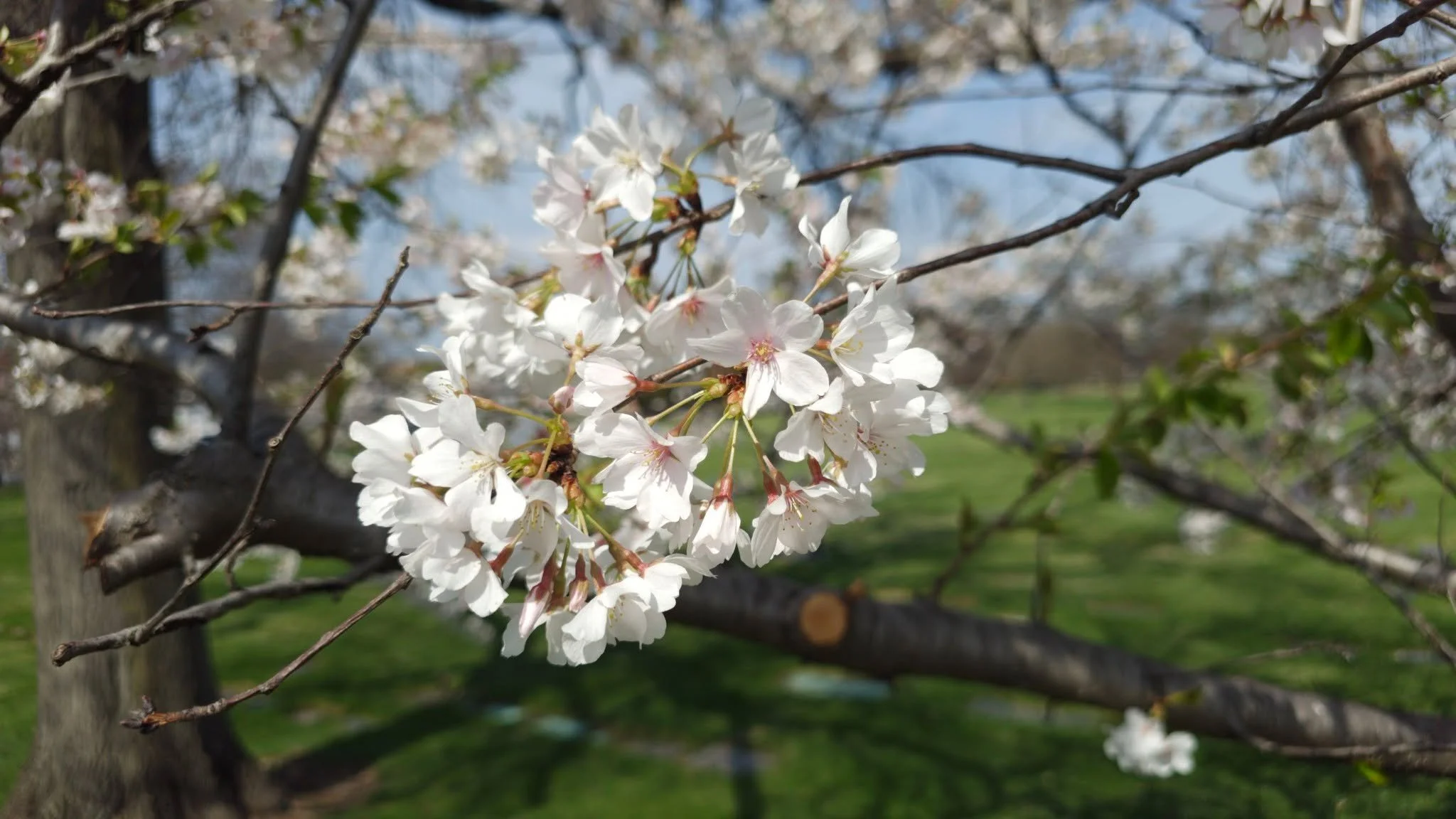 Day 6 of 36

Got to see lots of family I haven't seen in at least 20 years. And finally a picture of some cherry blossoms. All said and done it was a beautiful service with people sharing some amazing stories. There's far more to say but it'll have t