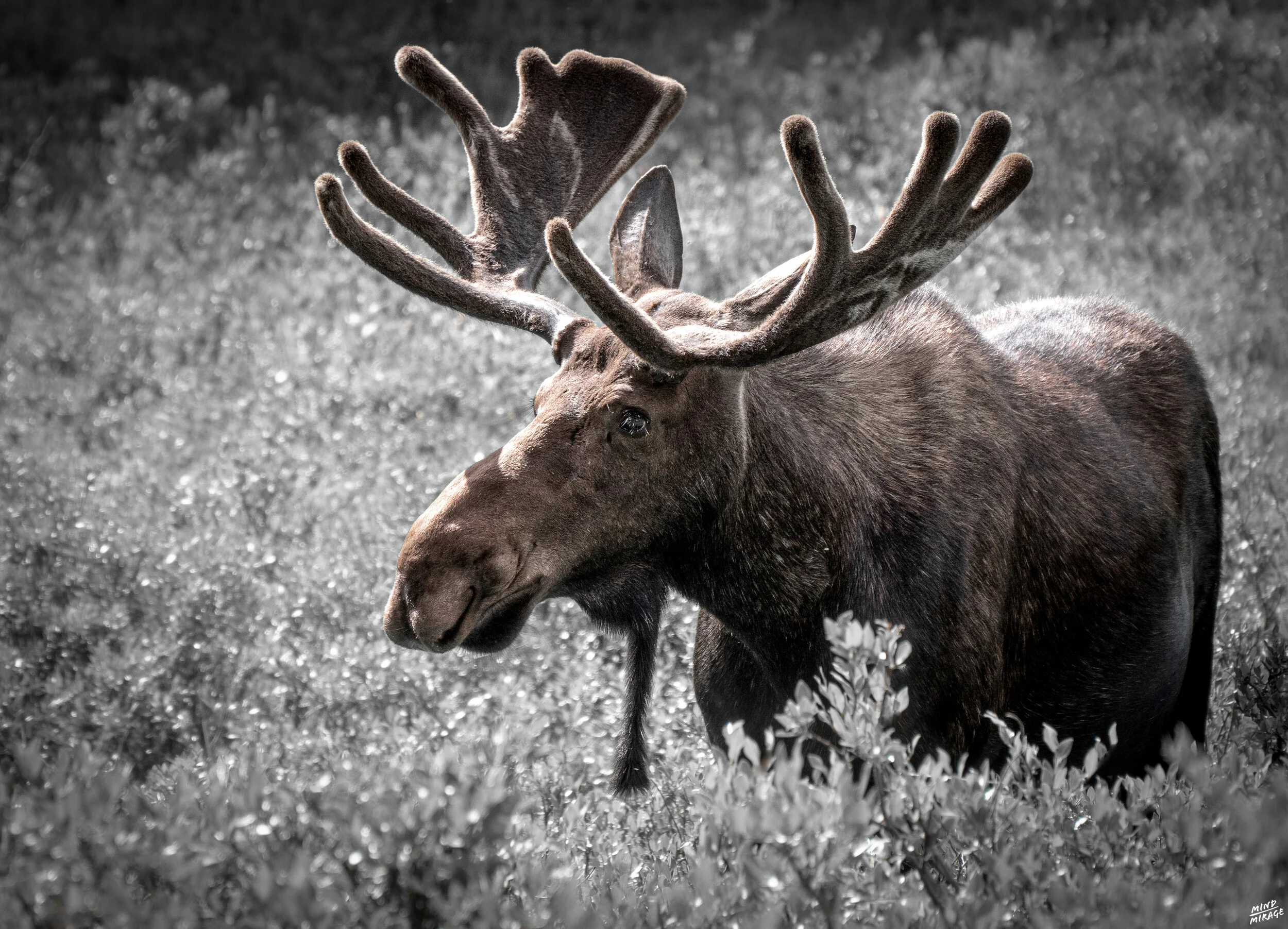 MOOSE_LR_edit_WATERMARK.jpg