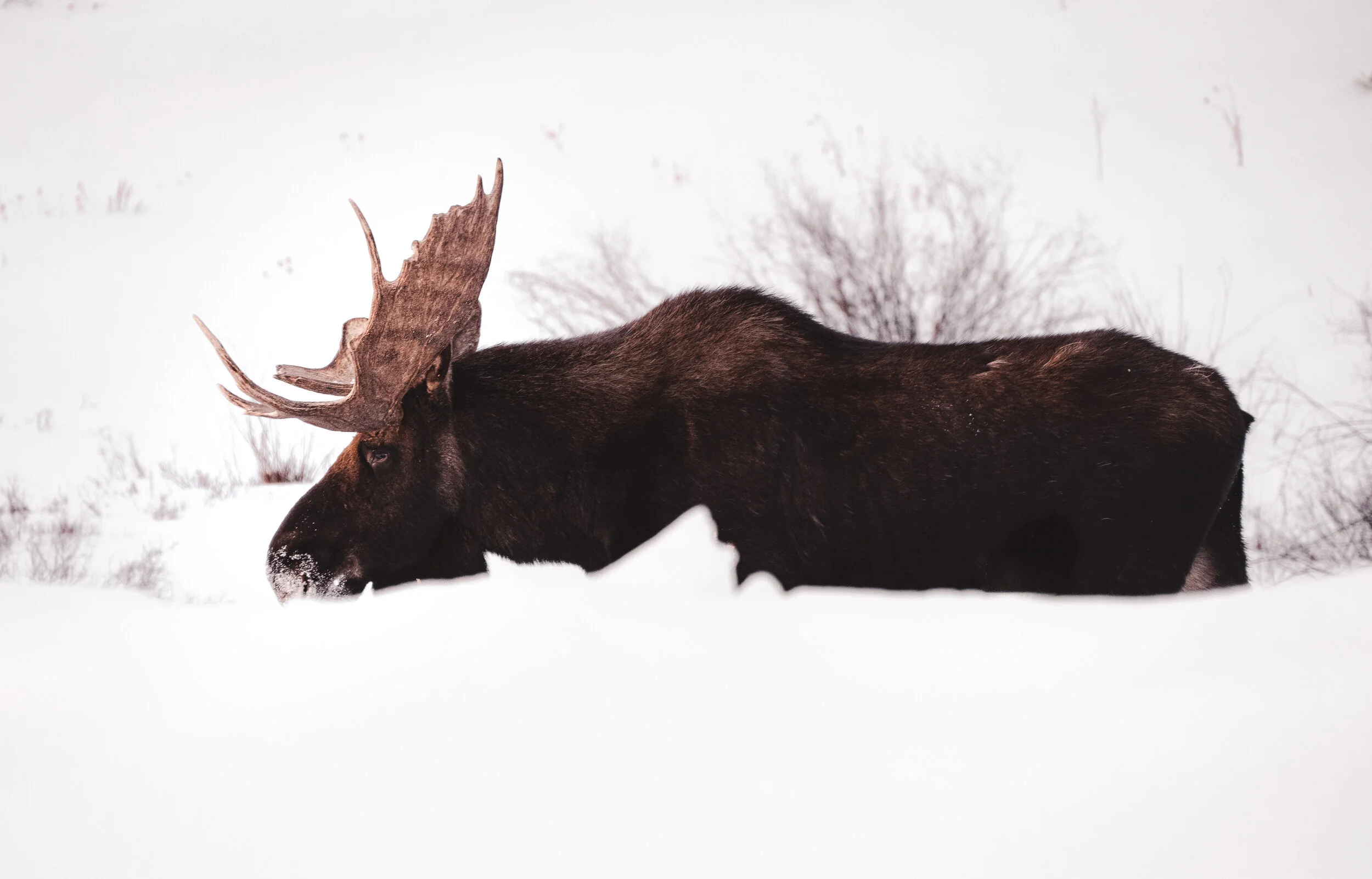 MOOSE SUMMIT COVE.jpg