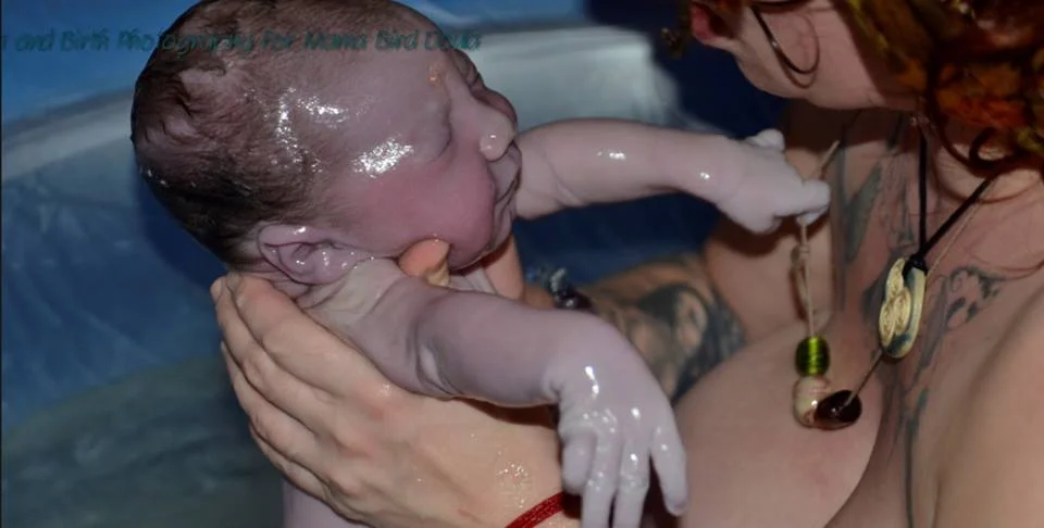 The Freebirth of Autumn-Violet | Jenny Wren