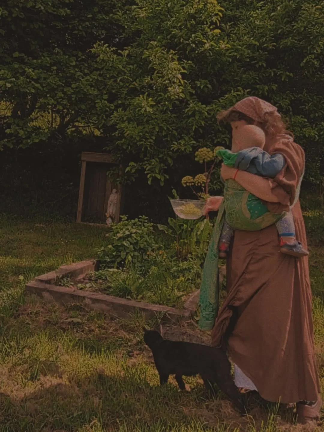 Angelica Archangelica
The Wise Woman's Folk Herbal

I planted the Angelica the year before he landed in my womb, knowing she wouldn't flower until two years later. She grew sturdy and I waited with anticipation for them both. He came through and I gr