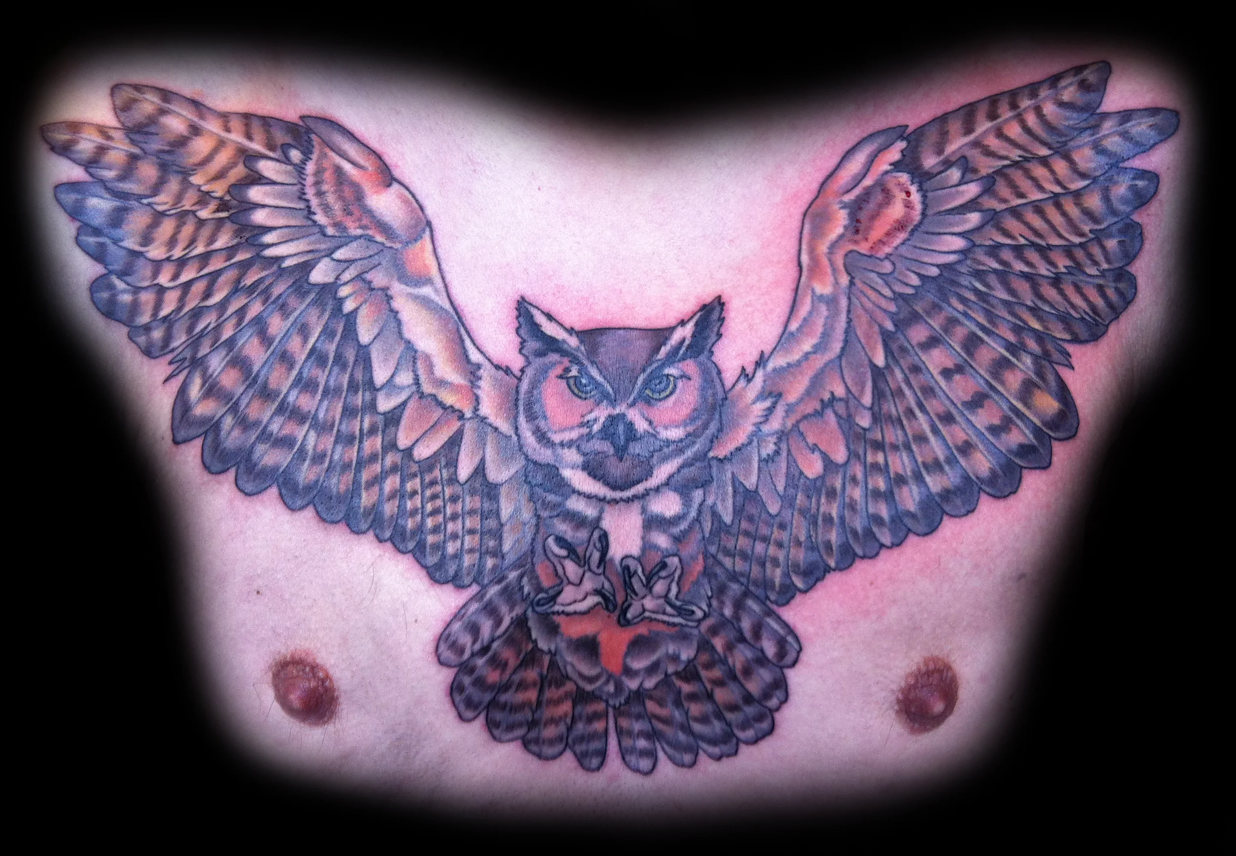 owl.jpg