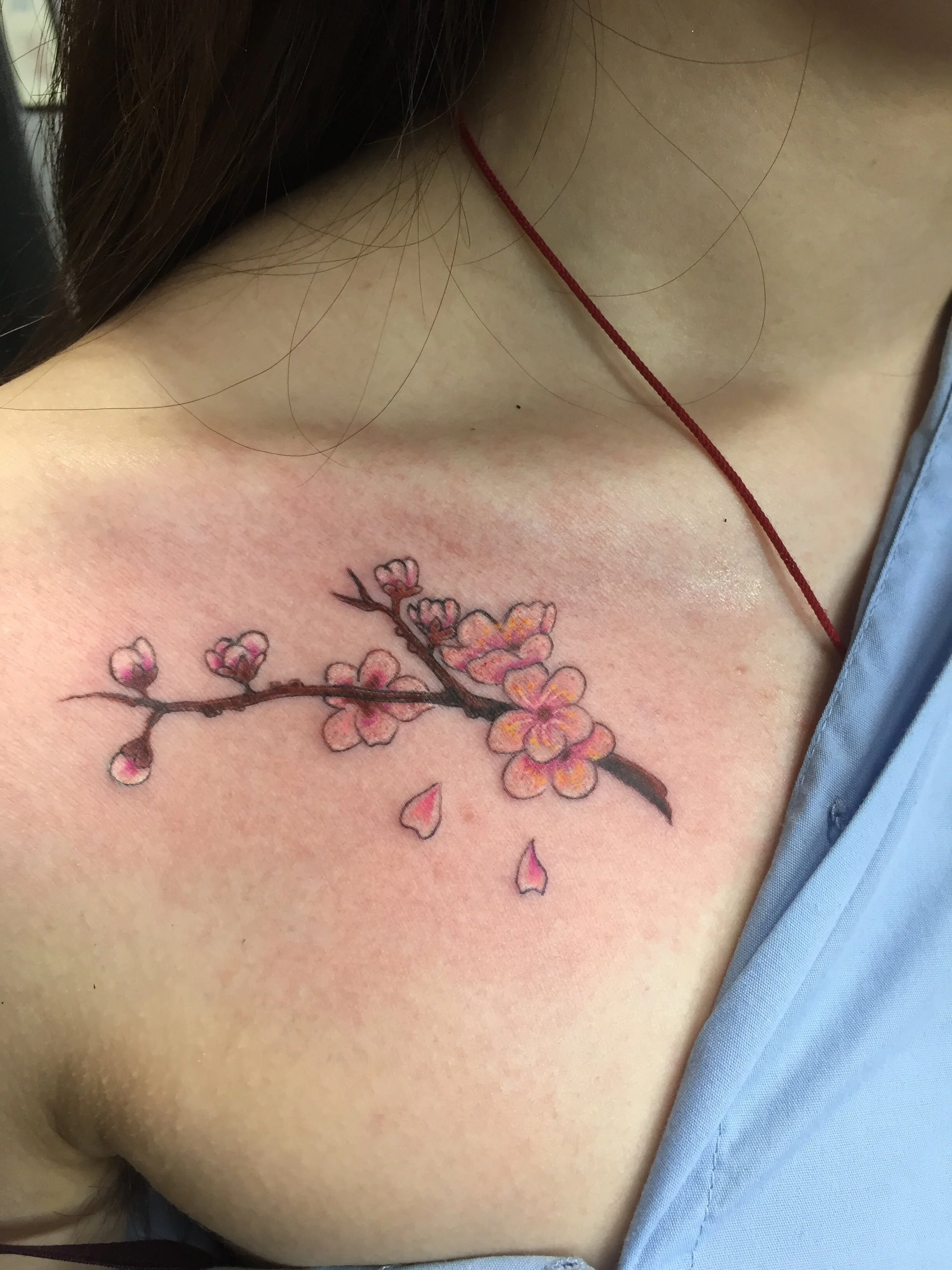 Tiny Cherry blossoms and branch