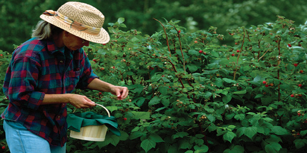 creek-side-saskatoon-berry-farm.jpeg