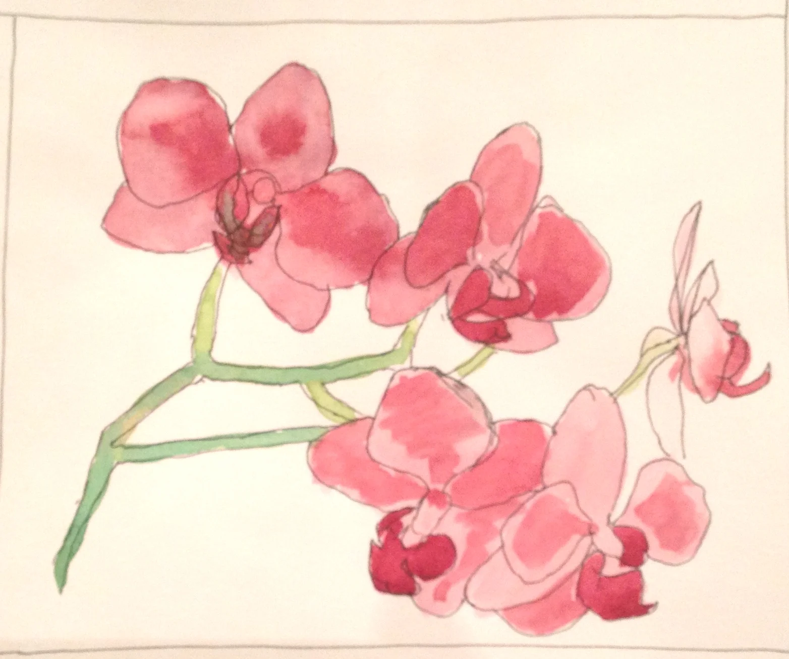 "Kayla's Orchid" &nbsp;Art journal, pen and watercolour, 7 x 5.5"