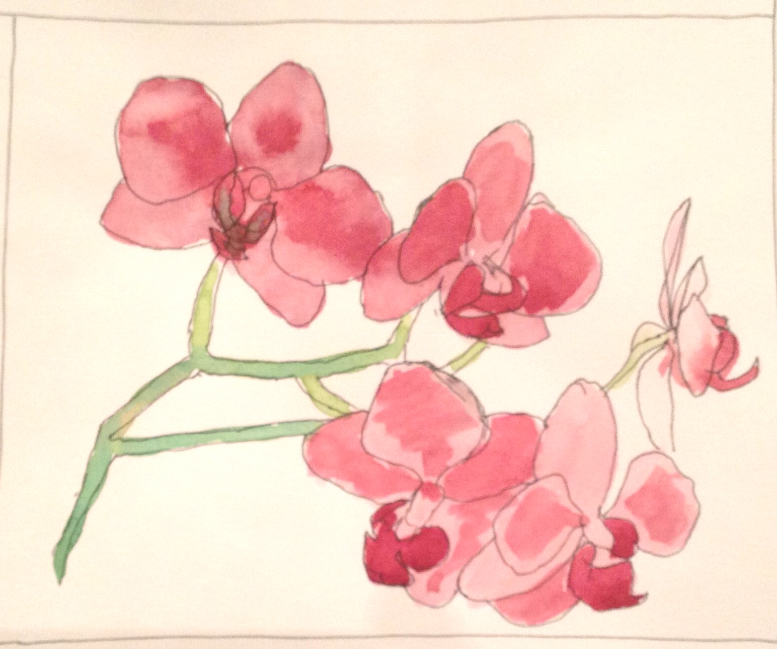 "Kayla's Orchid" Art journal, pen and watercolour, 7 x 5.5"