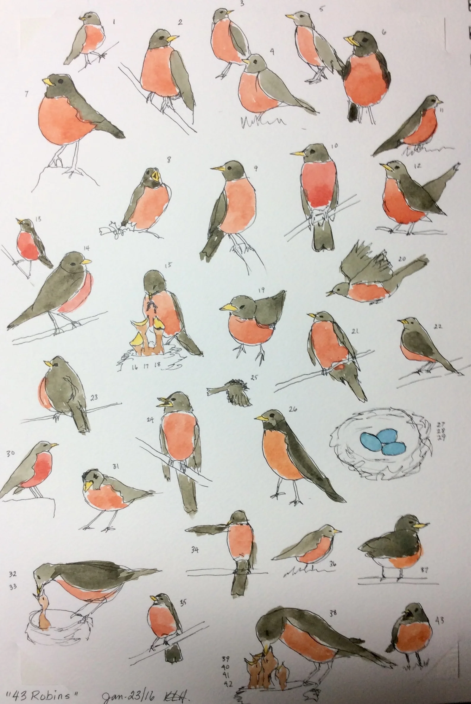 "43 Robins" Art journal, ink and watercolour, 9 x 12"