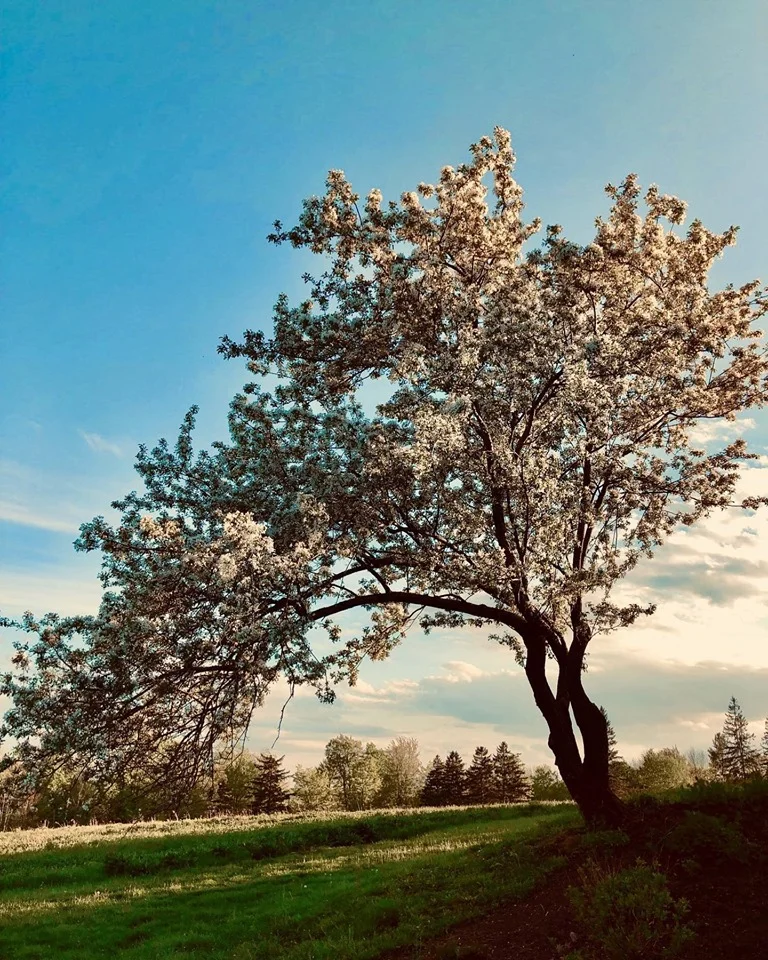 Blooming Tree!.jpg