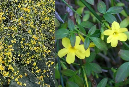 Jasminum Nudiflorum