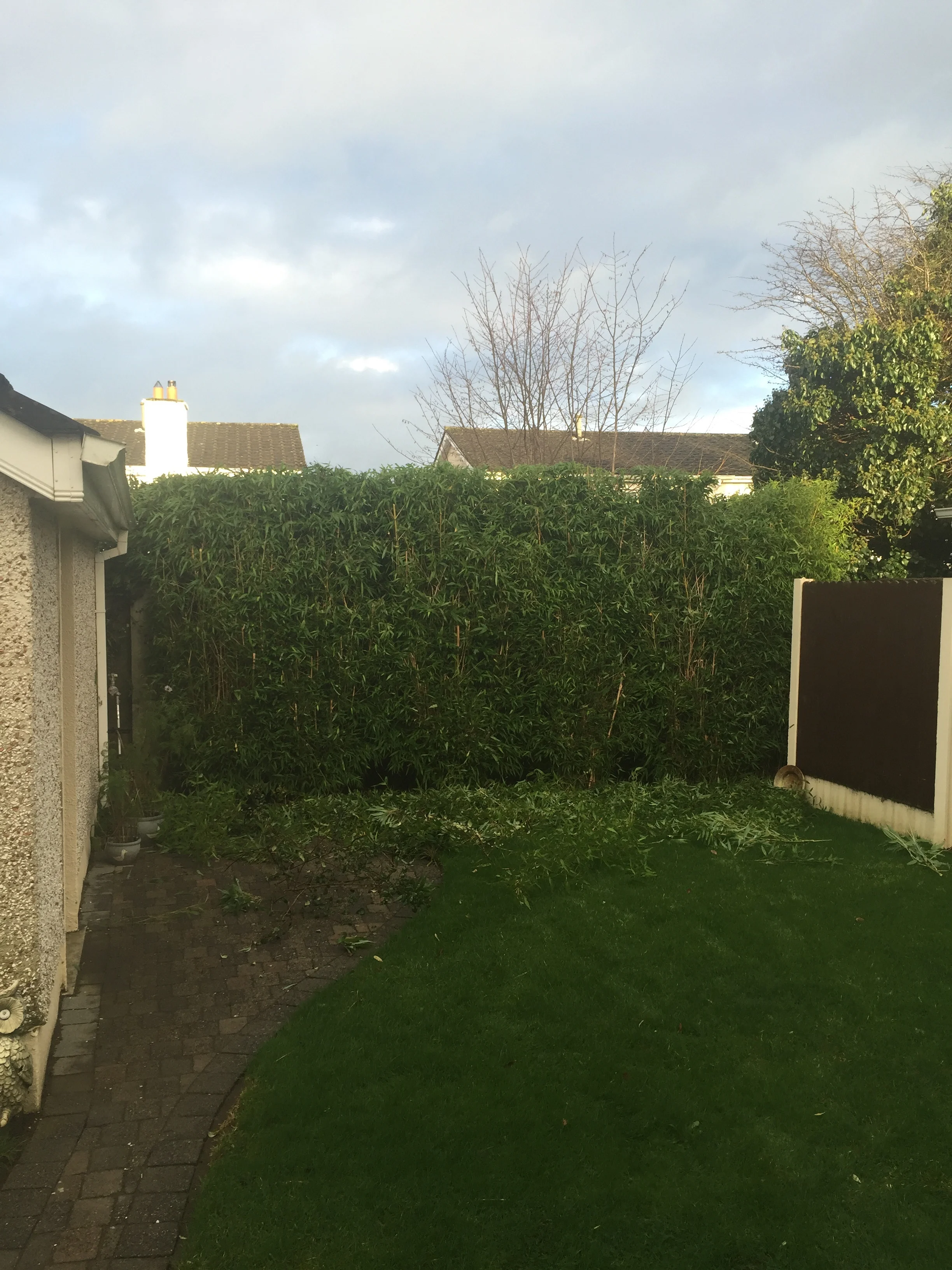 Open ground Bamboo hedge