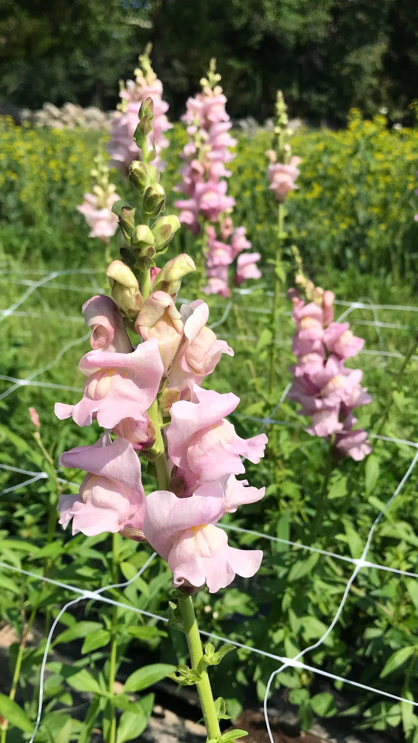 Snapdragon, Potomac Lavender