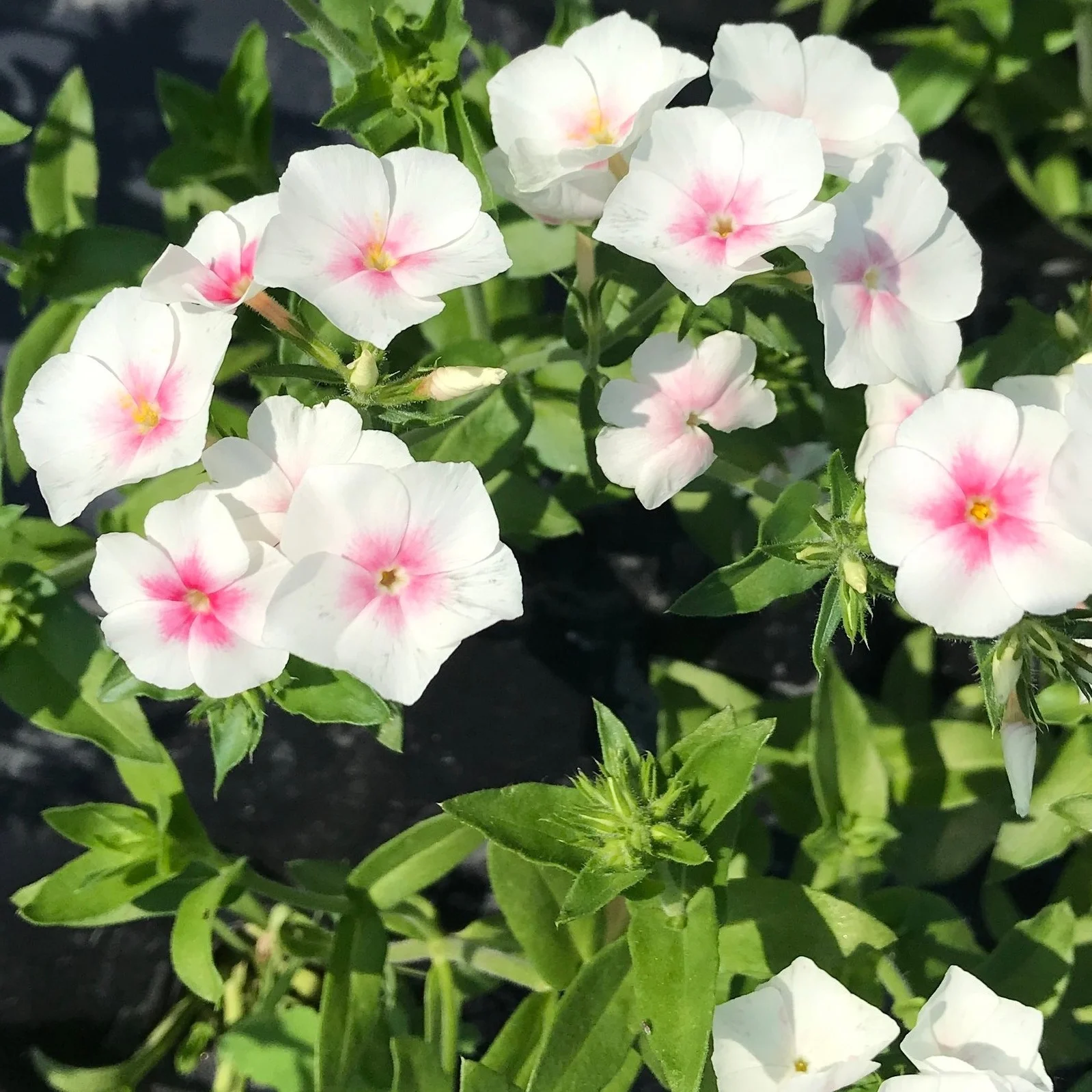 Phlox, Blushing Bride