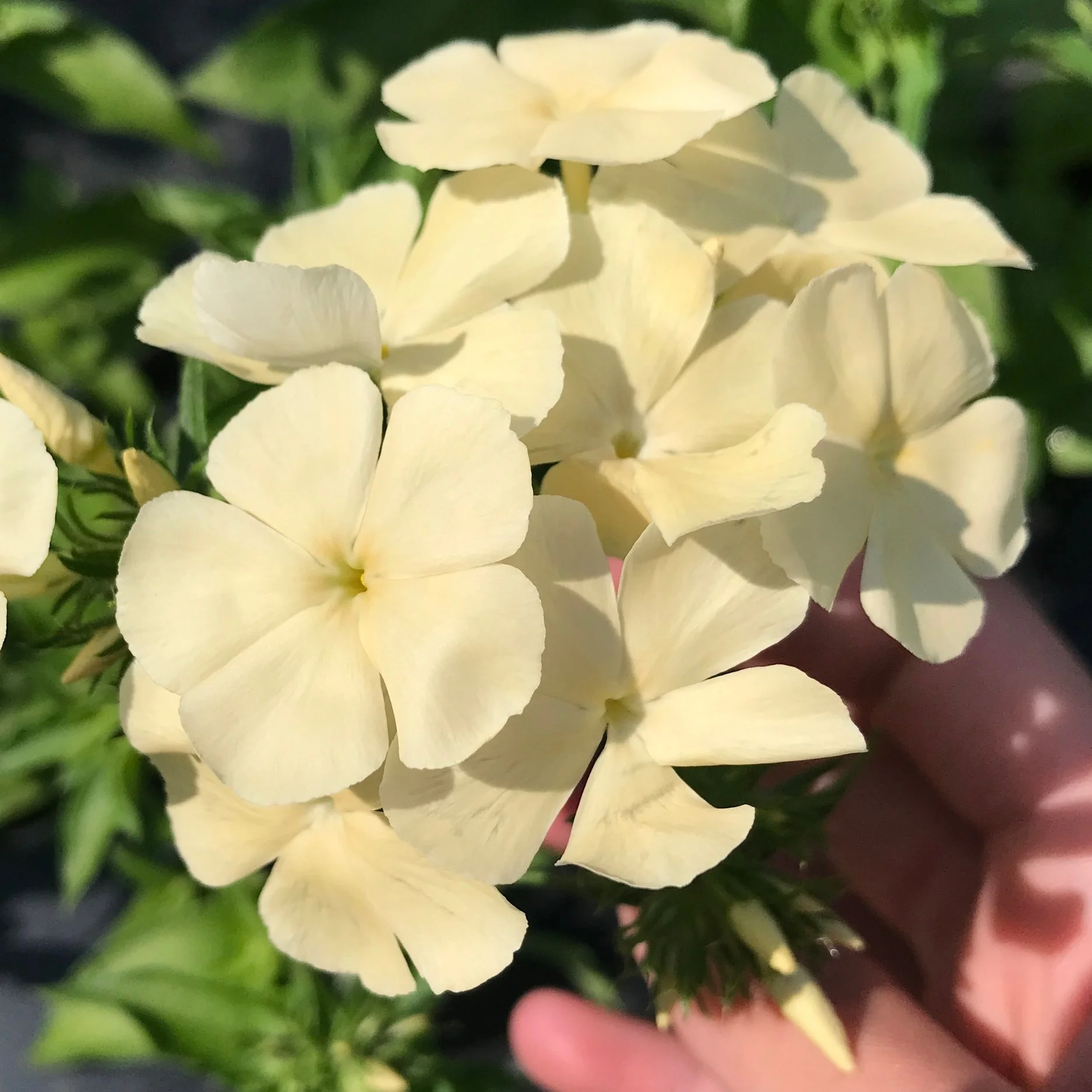 Phlox, Isabellina