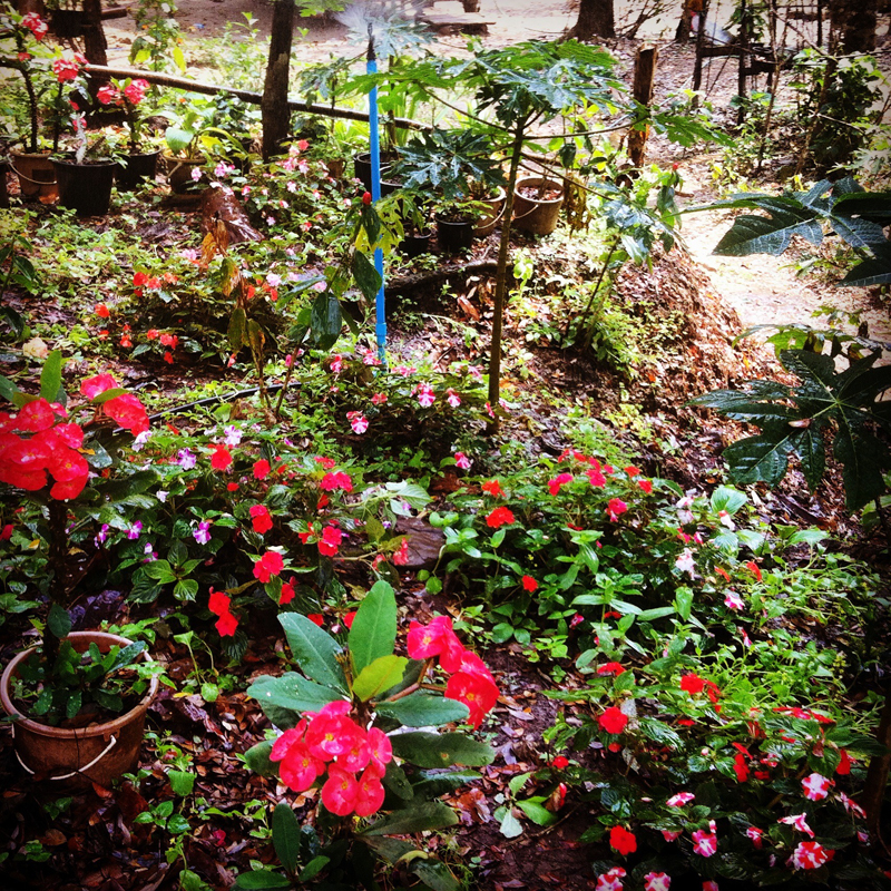 Fleurs @ Monk Temple (Thailande)