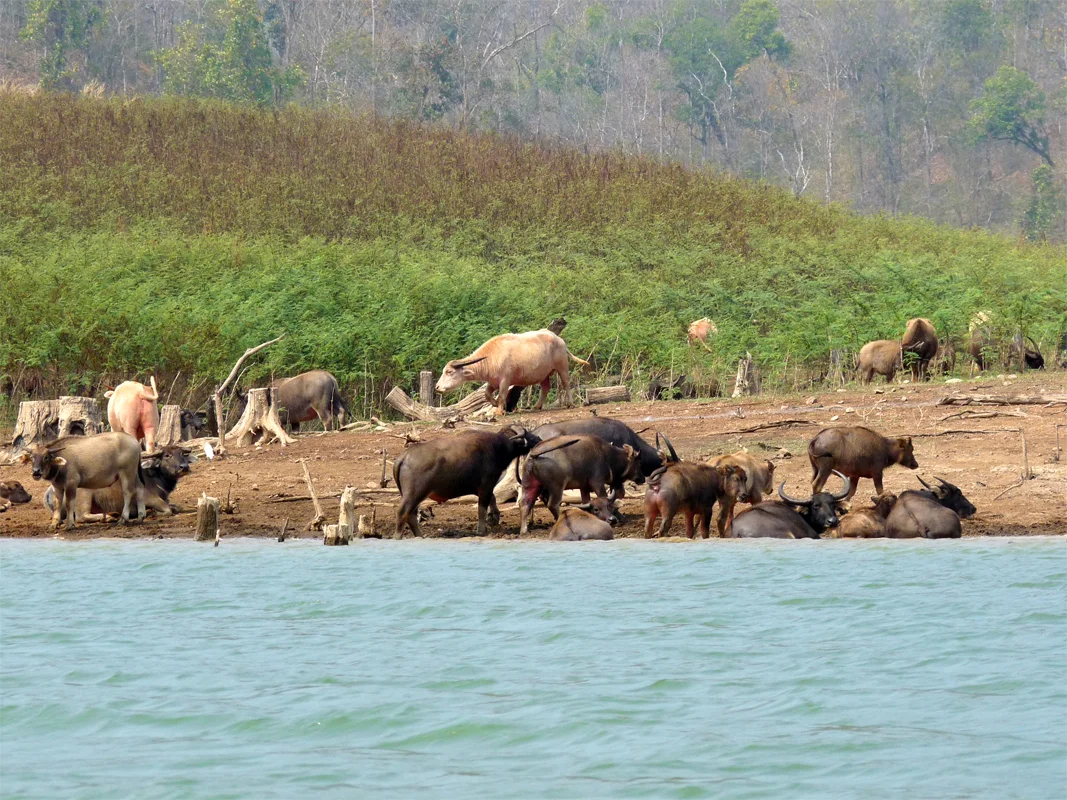 Nos voisins @ Om Waters (Thailande)