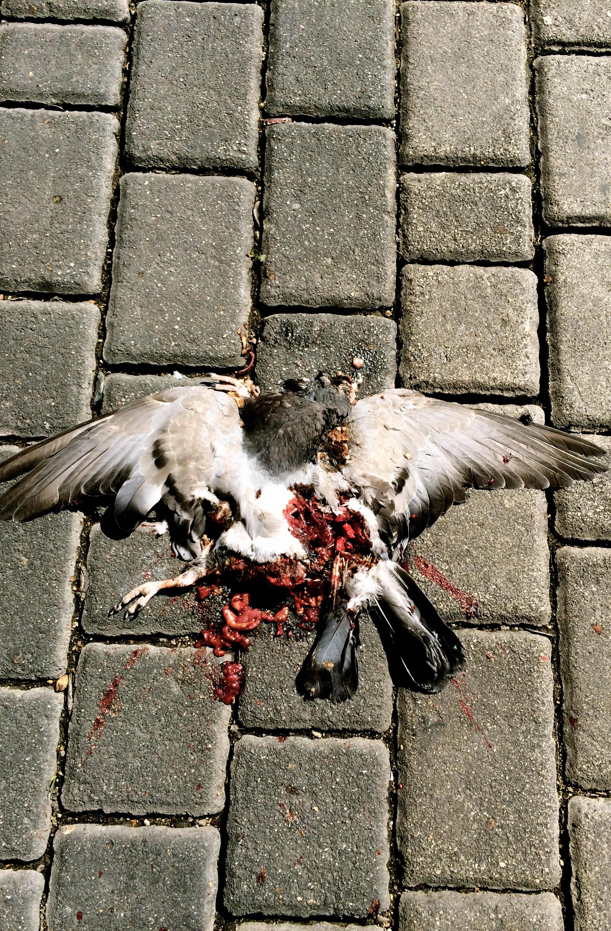   pigeon surprise , madrid, 2014 © 