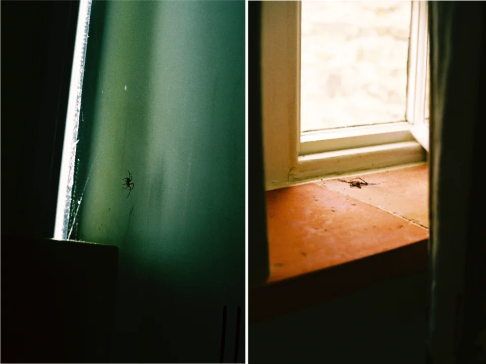 spiders.jpg